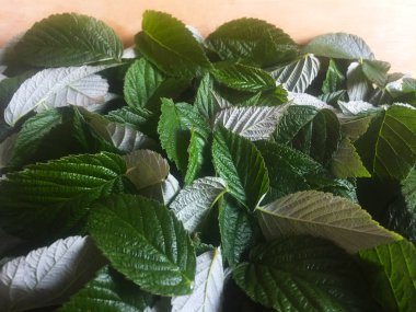 Ahududu yaprakları masanın üzerinde yatıyor. Kaynar su ile bir çaydanlık tabiri için kurutma yaprakları. Lezzetli bitkisel çay için boşluklar. Close. Arka plan ve doku.