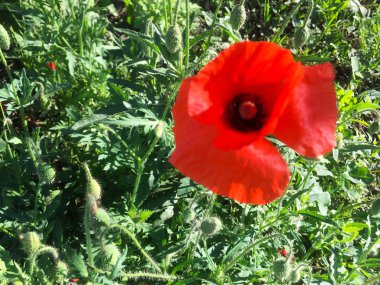 Rüzgarda narin kırmızı haşhaş çiçeği ve tohumlar, tahıllar ile haşhaş kutuları. Close.