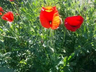 Rüzgarda narin kırmızı haşhaş çiçeği ve tohumlar, tahıllar ile haşhaş kutuları. Close.
