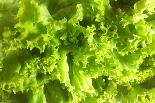 Feuilles Laitue Frisée Verte Gros Plan Contexte Texture — Photo