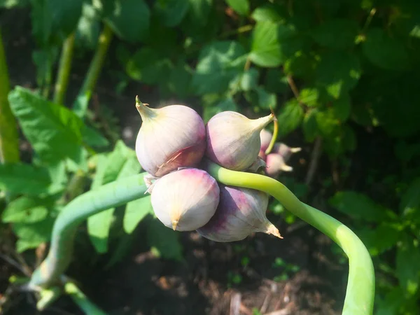 Grand Ail Pousse Dans Jardin Récoltez Les Légumes Cultivés Dans — Photo