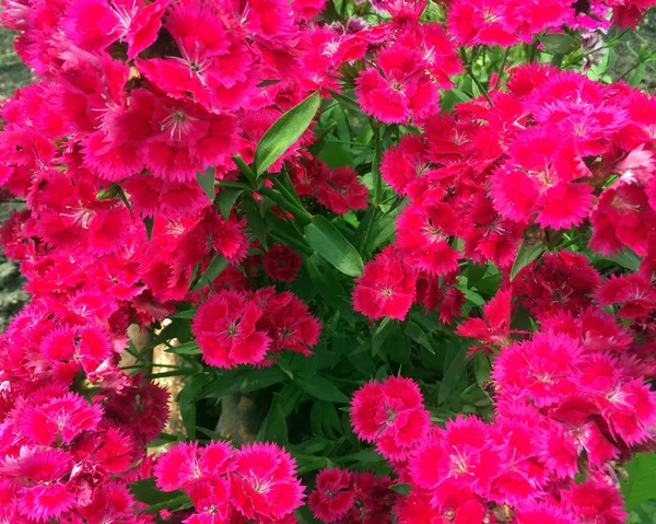 Красивые Нежные Цветы Маленьких Розовых Гвоздик Деревенские Цветы Клумбе Крупный — стоковое фото