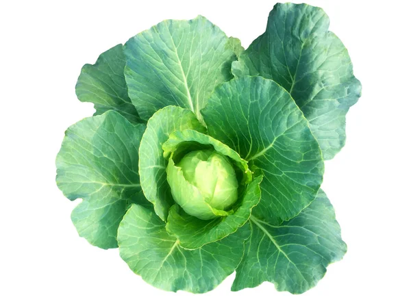 Young Head Cabbage White Background Green Cabbage Leaves Close Isolate — Stock Photo, Image