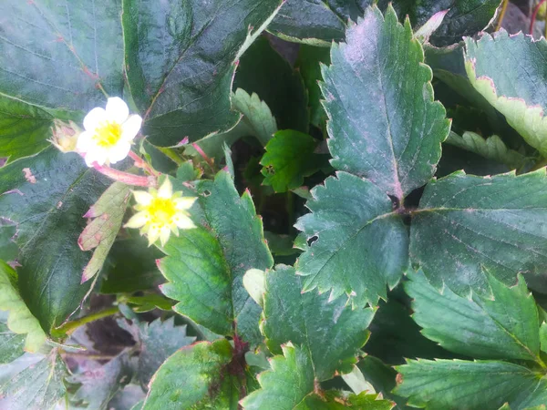 Foglie Fiori Fragole Giardino Cespugli Fragole Giardino Primo Piano — Foto Stock