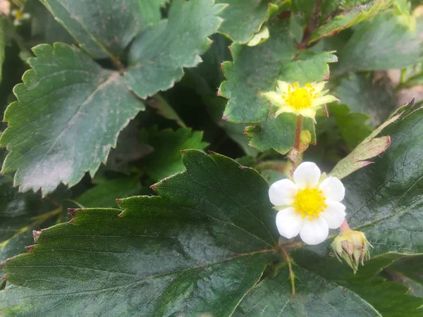 Foglie Fiori Fragole Giardino Cespugli Fragole Giardino Primo Piano — Foto Stock