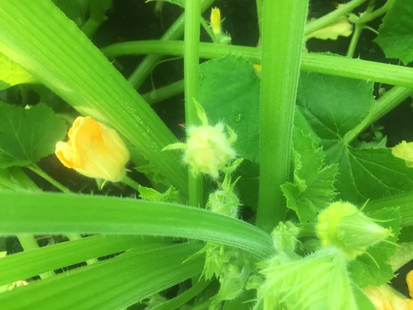 Feuilles Fleurs Jaunes Vrilles Courgettes Récoltez Les Légumes Cultivés Dans — Photo