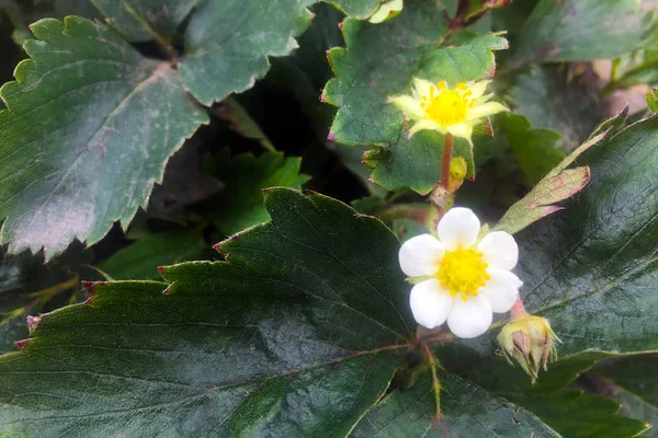 Foglie Fiori Fragole Giardino Cespugli Fragole Giardino Primo Piano — Foto Stock