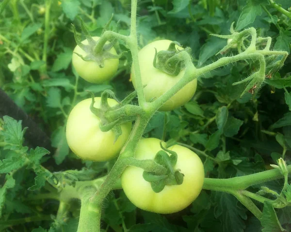 Des Tomates Vertes Non Mûres Poussent Sur Les Buissons Jardin — Photo