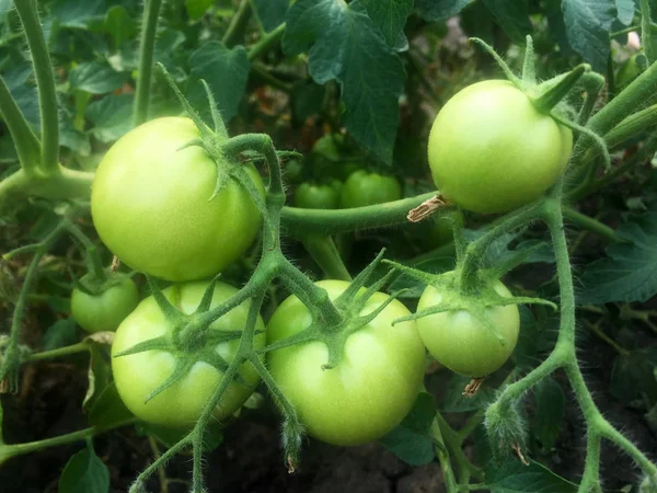 Des Tomates Vertes Non Mûres Poussent Sur Les Buissons Jardin — Photo