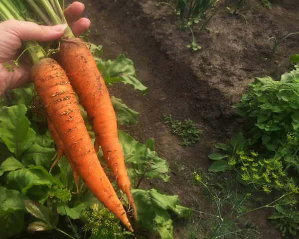 Grandes Carottes Orange Dans Une Main Féminine Récoltez Les Légumes — Photo