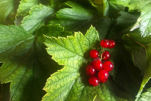 Foglie Bacche Ribes Rosso Giacciono Sul Tavolo Foglie Essiccanti Preparazione — Foto Stock