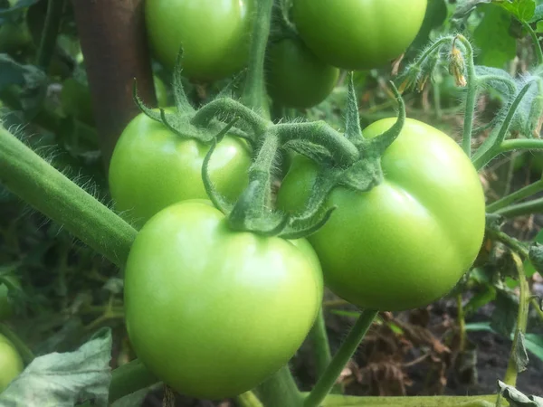 Des Tomates Vertes Non Mûres Poussent Sur Les Buissons Jardin — Photo