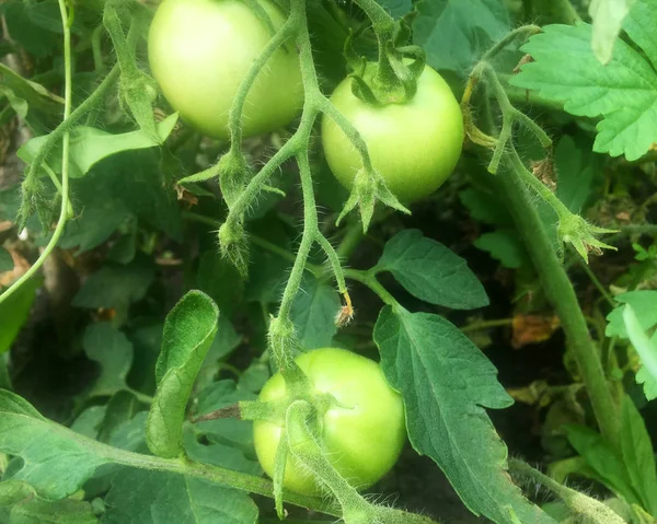 Des Tomates Vertes Non Mûres Poussent Sur Les Buissons Jardin — Photo