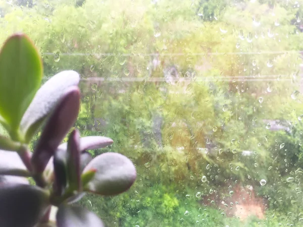 Fleur Verte Dans Pot Sur Fenêtre Des Gouttes Pluie Sur — Photo
