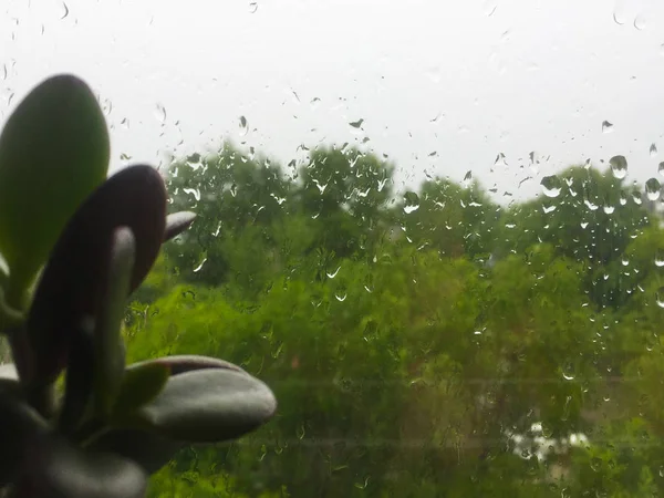 Green Flower Pot Window Drops Rain Glass Clouds Green Trees — Stock Photo, Image