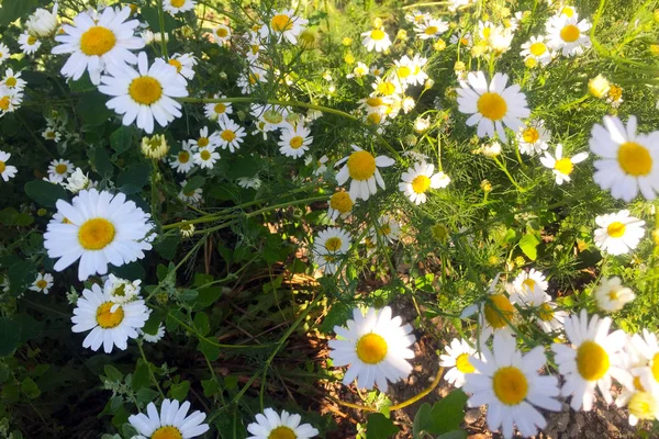 Camomile Field Many Beautiful Delicate Flowers White Chamomile Lit Sun — Stock Photo, Image