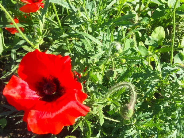 風の中の繊細な赤いケシの花と種子 穀物とケシの箱 クローズ アップ — ストック写真