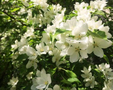 Güzel çiçek açan elma ağaçlarının bahar Parkı yakın çekim