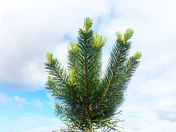 Les Branches Mangeaient Avec Jeunes Pousses Contre Ciel Bleu — Photo