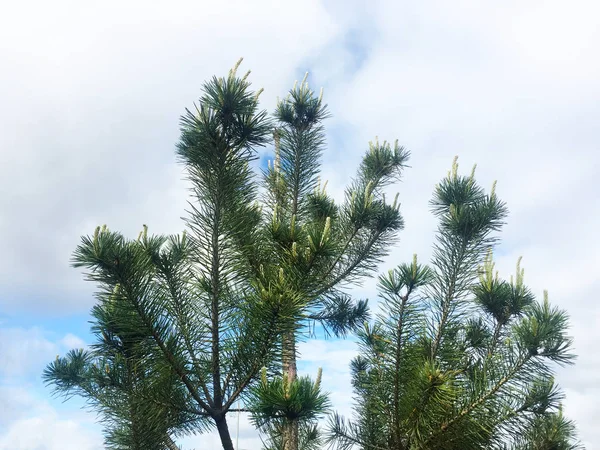 Las Ramas Comieron Con Brotes Jóvenes Contra Cielo Azul — Foto de Stock