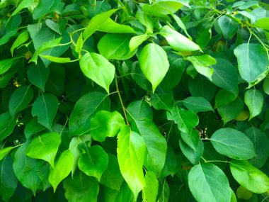 Arka plan olarak dallarda yeşil yapraklar.