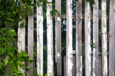 Eski ahşap çit ve yanında yeşil bitkiler. Arka plan ve doku.