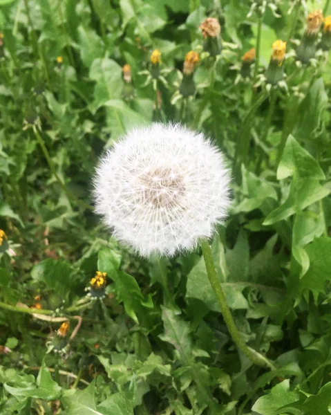 Белый Пушистый Одуванчик Траве — стоковое фото