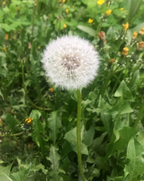 Weißer Flauschiger Löwenzahn Gras — Stockfoto