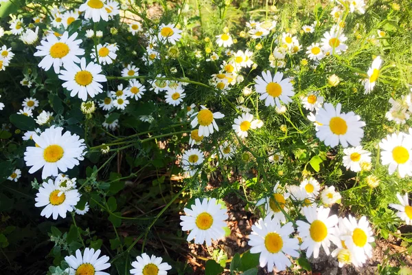 Ромашковое Поле Many Beautiful Delicate Flowers White Romomile Lit Sun — стоковое фото