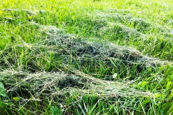 Bunches of dry cut grass on the lawn in the park. Close-up.