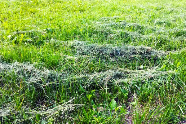 Bündel Von Trockenem Gemähtem Gras Auf Dem Rasen Park Nahaufnahme — Stockfoto