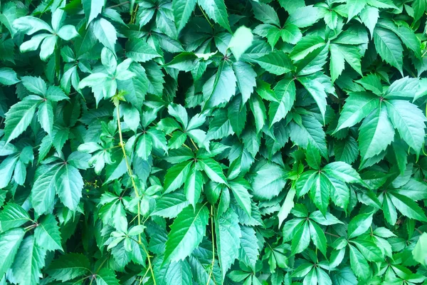 Carpet from green leaves. Sun rays on foliage. Green leaves on the branches as a beautiful background and an interesting texture. Close-up.