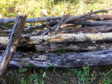 Bahçede büyük yaşlı bir ağaç gördüm. Yol kenarındaki biçilmiş bir ağacın kütükleri ve dalları. Close.