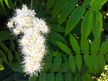 Yeşil yaprakları arasında güzel beyaz kabarık çiçekler. Şifalı bitkiler. Meadowsweet çöpçü, saha çalışması, 
