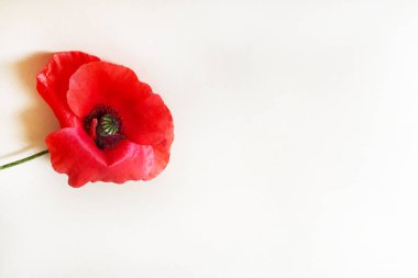 Parlak kırmızı haşhaş çiçeği. Beyaz arka plan, izole et. Yakın çekim, üst görünüm. Kopyalama alanı.