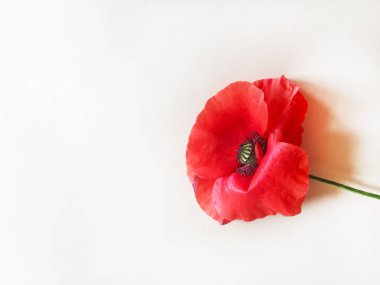 Parlak kırmızı haşhaş çiçeği. Beyaz arka plan, izole et. Yakın çekim, üst görünüm. Kopyalama alanı.