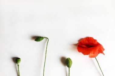 Parlak kırmızı haşhaş çiçeği. Sapları, kutuları ve haşhaş çiçeği çiçek lenmedeğil. Beyaz arka plan, izole et. Yakın çekim, üst görünüm. Kopyalama alanı.