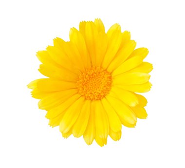 Beyaz bir arka plan üzerinde bir papatya gibi güzel narin sarı çiçek. Close. Yalıt