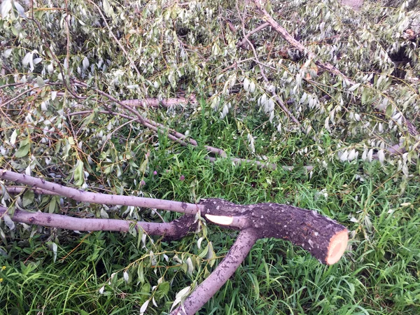 Broken trees. Trunks, branches, dry leaves from broken trees on the ground. Close-up.