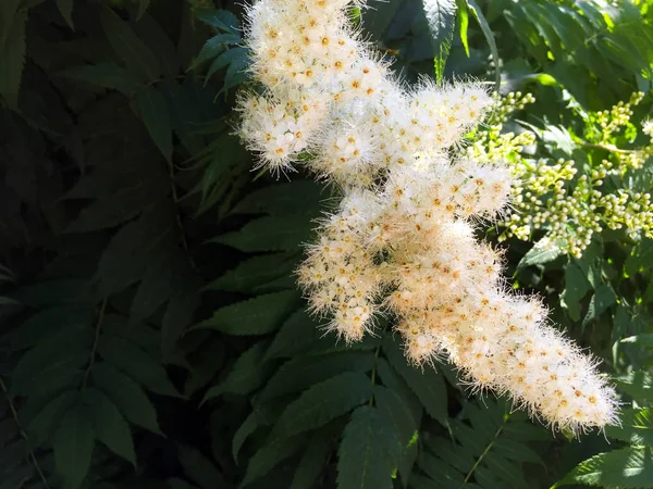 Όμορφα Άσπρα Χνουδωτά Λουλούδια Ανάμεσα Στα Πράσινα Φύλλα Φαρμακευτικά Φυτά — Φωτογραφία Αρχείου