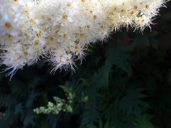 Hermosas Flores Esponjosas Blancas Entre Hojas Verdes Plantas Medicinales Meadowsweet —  Fotos de Stock