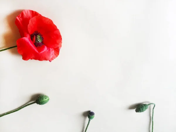 Bright red poppy flower. Stems, boxes and not blooming poppy flower. White background, isolate. Close-up, top view. Copy space.