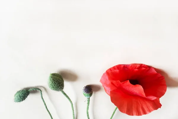 Bright red poppy flower. Stems, boxes and not blooming poppy flower. White background, isolate. Close-up, top view. Copy space.