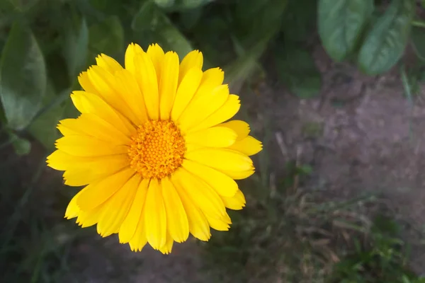 Красивый Нежный Желтый Цветок Маргаритка Среди Листвы Травы Крупный План — стоковое фото
