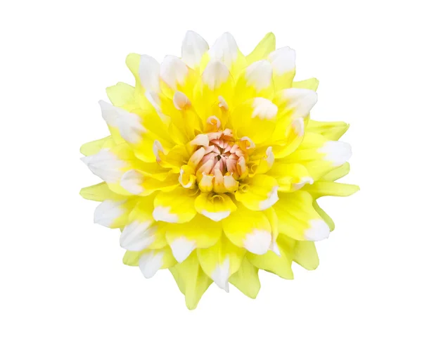 Велика Жовта Квітка Білому Фоні Astra Крупним Планом Ізолювати — стокове фото