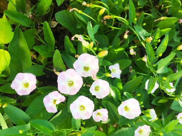 Delicati Fiori Bianchi Rosa Bindweed Tra Erba Primo Piano Vista — Foto Stock