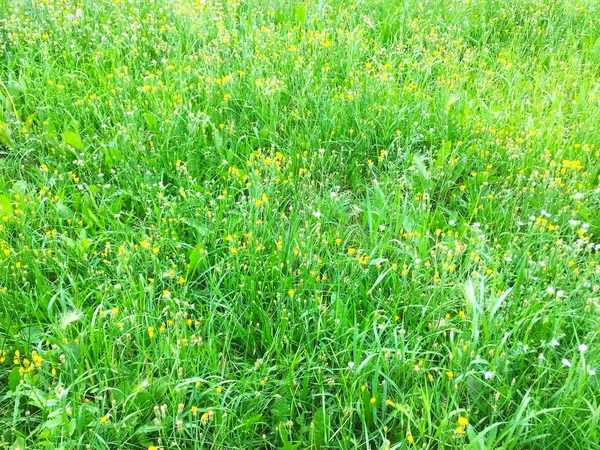 Matta Vilda Blommor Och Gräs Ett Fält Vackra Färgade Små — Stockfoto