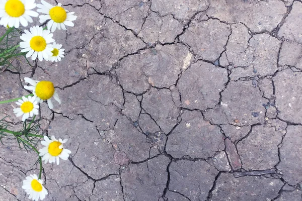 Seque Tierra Agrietada Del Calor Falta Agua Grietas Profundas Las — Foto de Stock