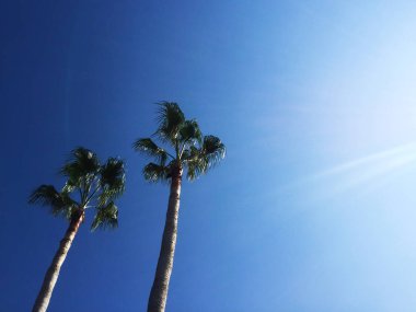 Açık mavi gökyüzüne karşı iki uzun zarif palmiye ağaçları. Metin için bir yer var.