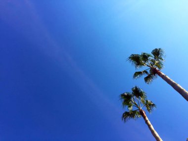 Açık mavi gökyüzüne karşı iki uzun zarif palmiye ağaçları. Metin için bir yer var.